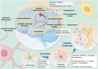 Bridging metabolic syndrome and cognitive dysfunction: role of astrocytes